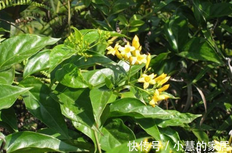 “美丽有毒”的植物，快来认识11种“毒花毒果”，不吃亏不上当