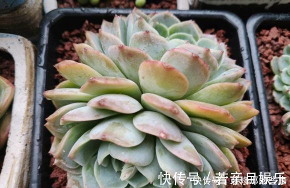 花盆|什么是“控养”?少浇水就是控养?大错特错,控养指的是整体