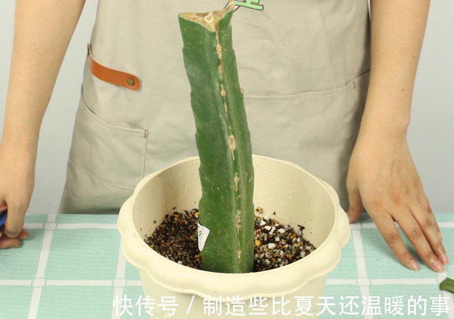 养护蟹爪兰，要注意8个要点，才能开出仙气飘飘花