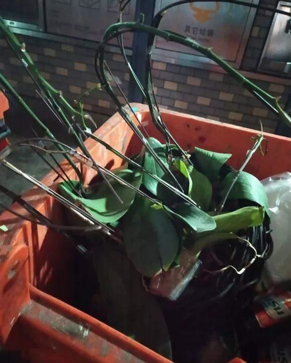 4种花好看但是“难养”,老手不敢养,新手养不好,别轻易入坑