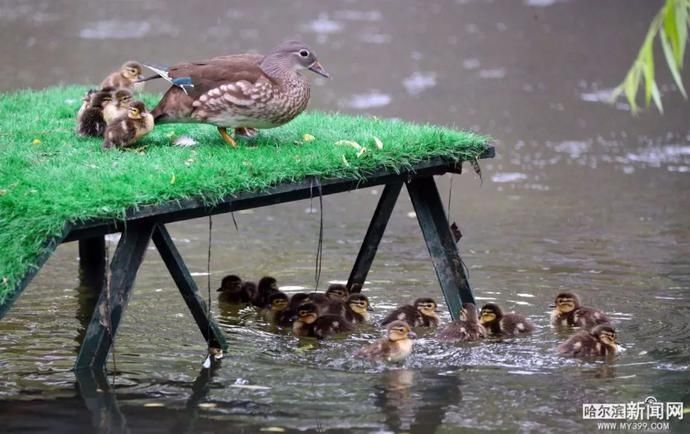 鸳鸯宝宝|19只鸳鸯宝宝雨中跳巢,还有“长辈”来加油|今早的兆麟公园挺热闹