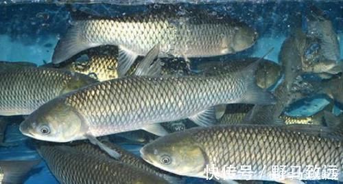 买鱼时,优先选择这6种鱼,肉多刺少营养也高,贵也要多给孩子吃