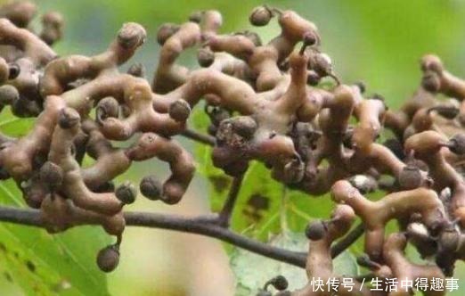 这4种农村野果，正在渐渐消失，全吃过的人没多少，你吃过几种