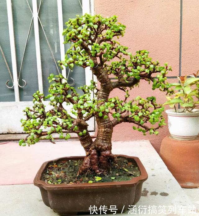 玉树|天气冷,六种花要“干养”,少水多晒才健壮,养成老桩更旺家