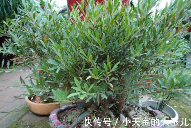 赤楠盆景养护有哪些注意事项，掌握方法技巧轻松解决问题