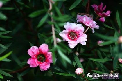 花语大全:各种花语大全带图片