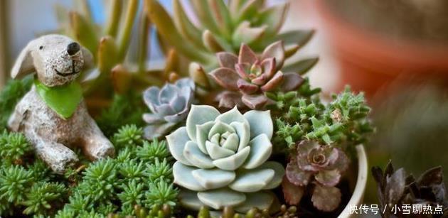 养花别乱养,5种花‘镇宅旺财‘