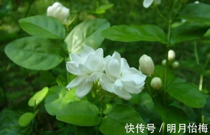 维生素b12|想要“茉莉花”开花多,做好“三点”,轻松爆满盆,满屋飘香!