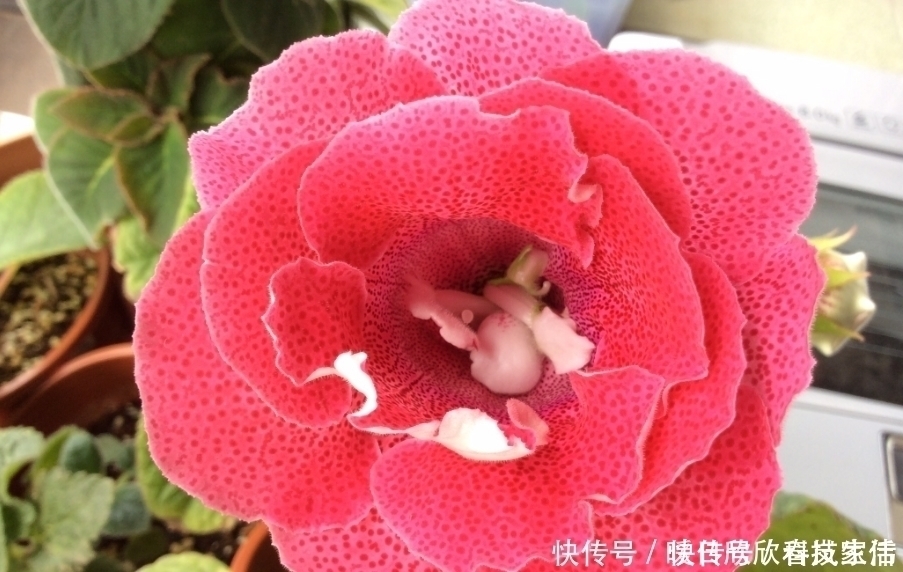 养花|花生壳、松针土作用都不如“它”,捡一点扔盆里,养啥都“爆盆”