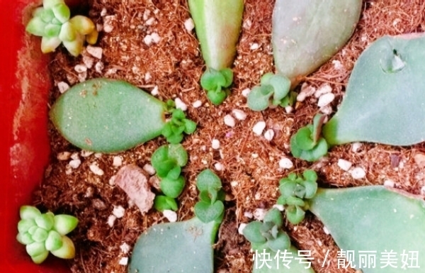 盆栽多肉不想土结块就用这“渣”作弊,方便储存空气、排泄积水