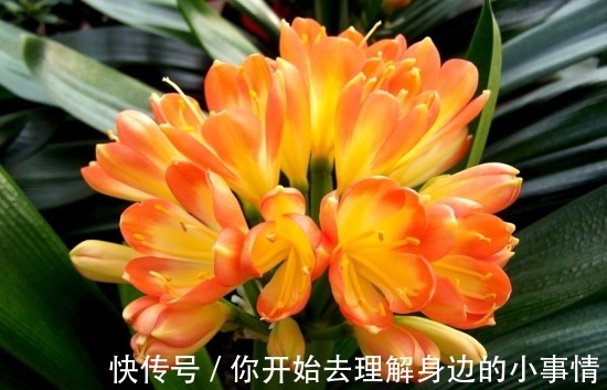 秋天养君子兰，了解掌握4个要点，越长越好，叶绿花美