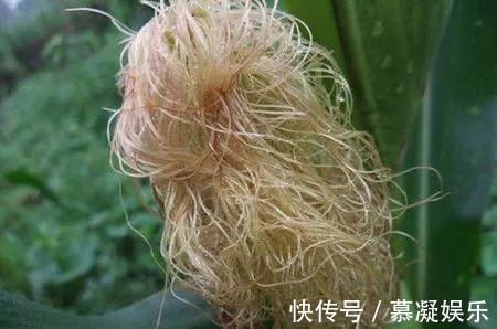 玉米须|玉米须泡水喝，难道真有那么多神奇的功效吗怎么制作玉米须茶
