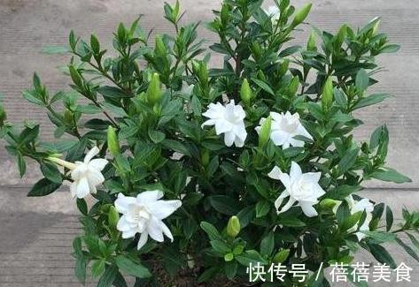 冬季养栀子花，5点要牢记，来年枝叶长得快，开花满枝头