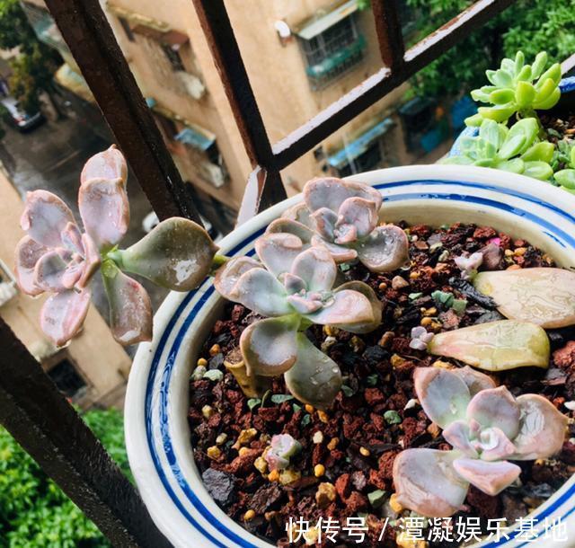 6种花淋雨就会“烂”,下雨最好放屋里,别忽视