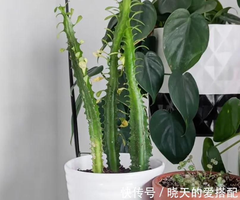 渐入深秋,多肉盆栽不能再搁置在这几个地方了