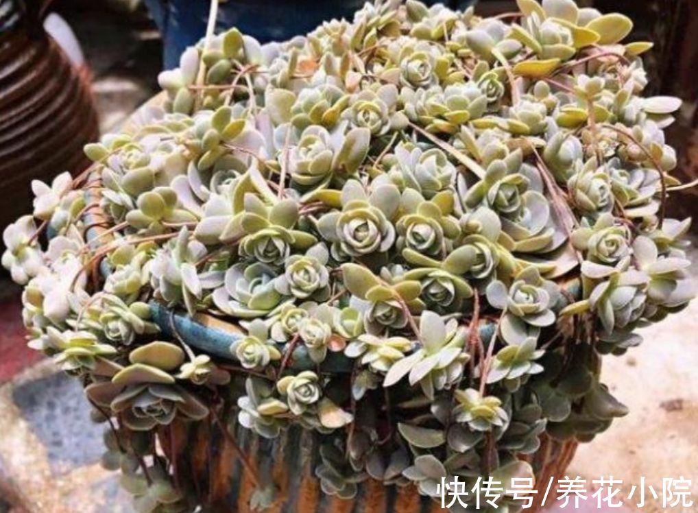 能耐寒的6种多肉，放外面“冻一冻”，色泽更鲜艳