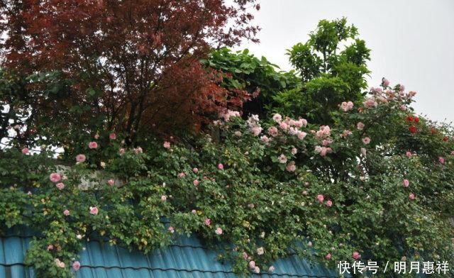 100㎡屋顶打造“花园露台”,网友直呼太壮观了,仿似人间仙境