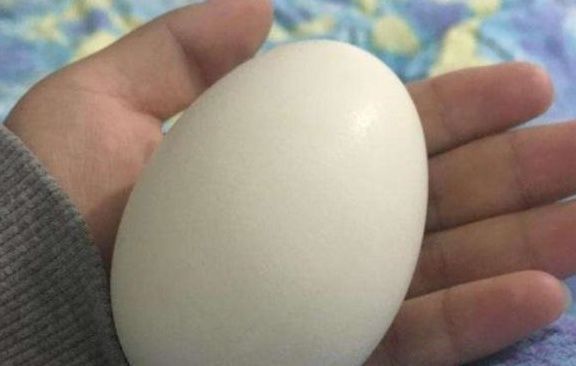 孕期|孕妇吃鹅蛋，对胎儿发育有帮助，那你知道该什么时候吃吗？