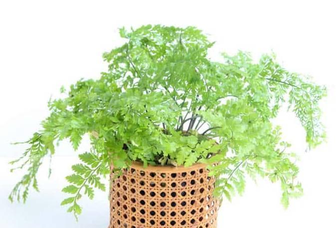 养花|12种净化空气非常棒的室内绿植,养花新手都养不死的植物