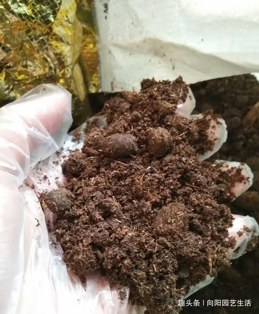 三角梅正育芽,赶紧追加“有机肥”,做好“2步”,强势爆开花