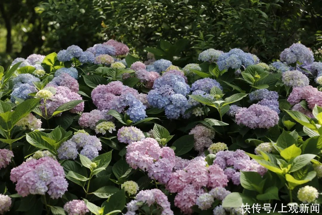 浪漫|预热八仙花展~共青手绘活动招募！邂逅浪漫5.20