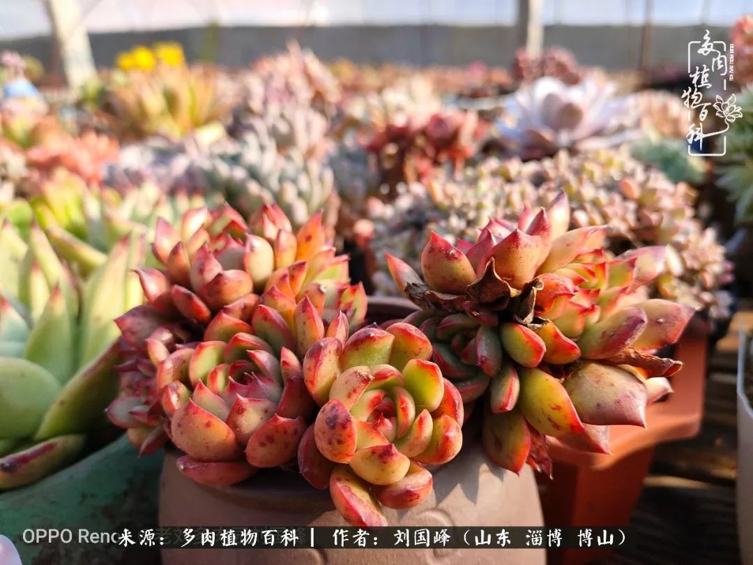 贵的不一定是对的,你的多肉究竟值多少钱附冬季养护攻略!