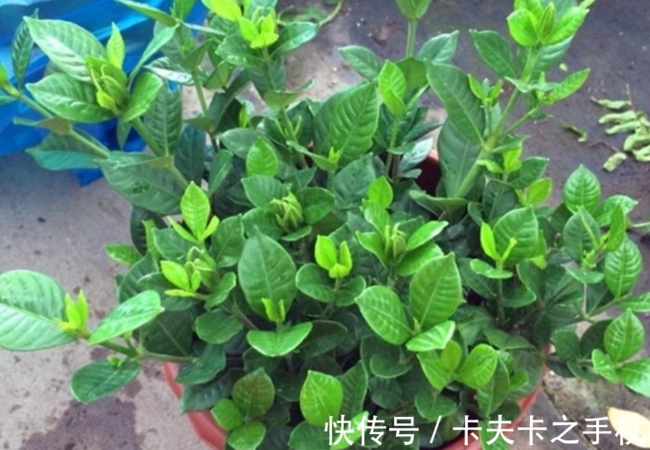 栀子花|这3种公认难养的花,想要养好也不难,先满足它们这个“喜好”