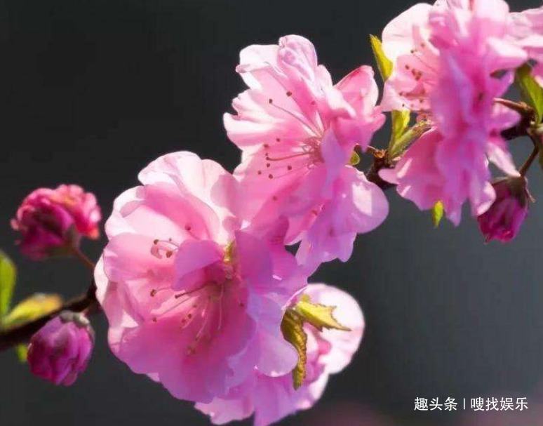 此花花繁如云，盛开时满树缀花犹如一片红霞，给人以赏心悦目之感