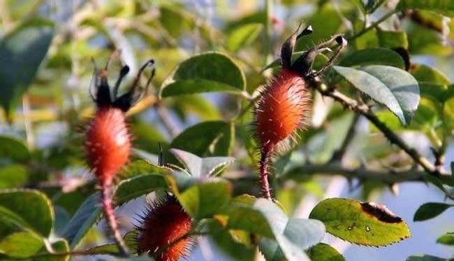 野果|农村这样的野果,免费摘,还能拿来泡酒,你见过吗?