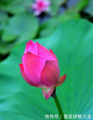 运势|进入8月，4属相运势蒸蒸日上，惊喜连连，生活美满