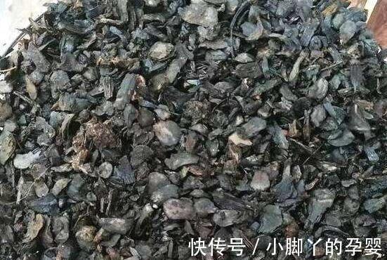 冬季养君子兰，2种垃圾扔盆里，做好2点，根系壮开花旺