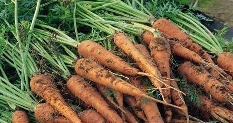 百物|炒胡萝卜时加一宝,眼睛亮了,血管畅通无阻,皮肤更细腻白皙