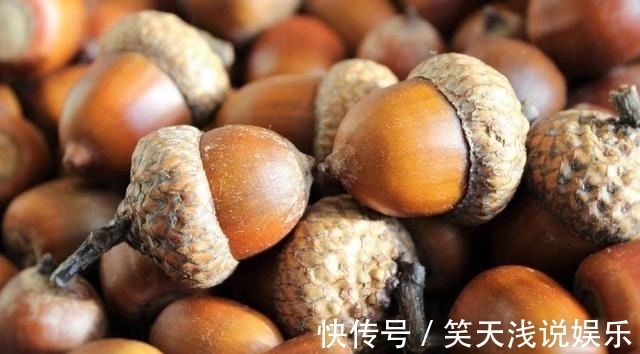 比松树皮更好的兰花植料，生根快、发芽壮，更适合兰菌滋生