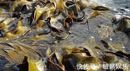 长寿村|日本长寿村的老人靠它长寿，中国虽然产量高，可惜却没人吃