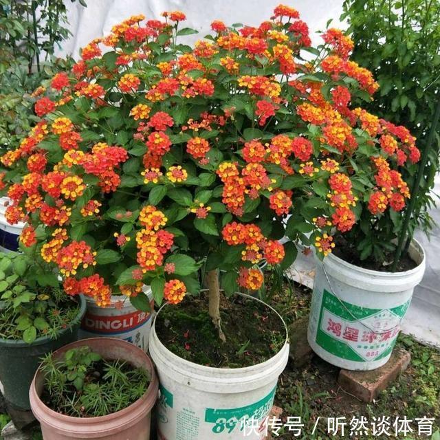 有毒花|8种常见“有毒花”,小心误买回家,家里有小孩要谨慎,安全第一