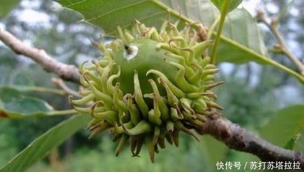 橡树|这种野果农村满山都是,一捡就是有几百斤,如今价值10元一斤!