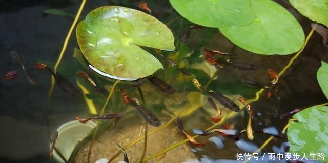 饲养|又到了室外养鱼季节,什么观赏鱼可室外养,为什么赞成室外养鱼