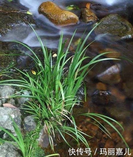 小时候妈妈炖鱼常放的一种野菜,在农村很常见,提神解困你认识吗