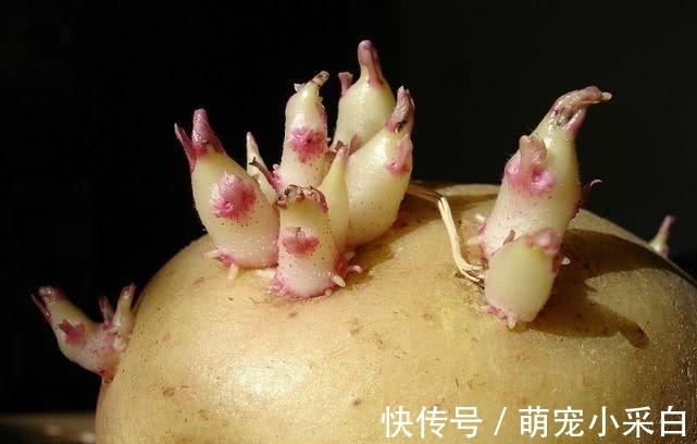 苏打粉|长芽的土豆还能不能吃？原来多年一直误解了，越早让家人知道越好