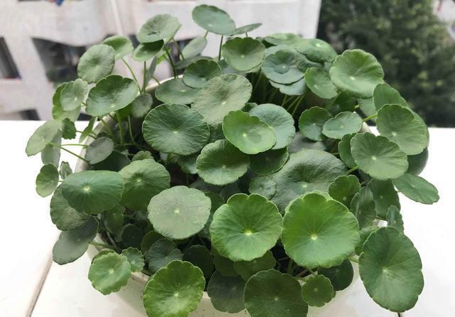 这5种花有“招财”寓意,养在家里有福气,适合财源广进的生意人