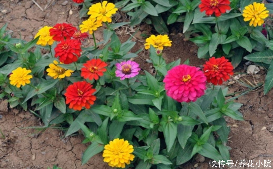 休眠|夏天5种花不休眠，天气越热，越能开花