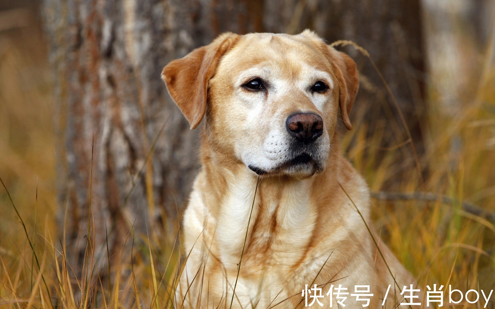 肖羊|有“社交恐惧症”的4大生肖，不是不会交际，而是爱上孤独