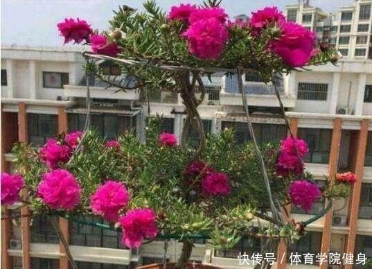 3种“便宜花”这样养一养，一年变“老桩”，开花千朵还“镇宅”！