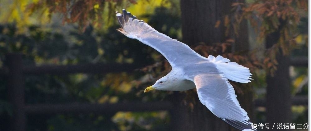 偶遇好诗词:远水接天浮,渺渺扁舟,载得古今多少恨,都付沙鸥!