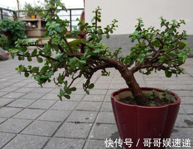 三种一个月不用浇水的耐旱花,轻松活几十年,越老越值钱!