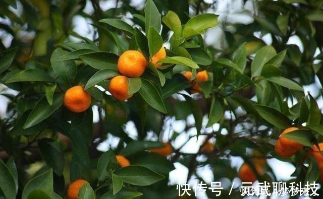 家里万万要养这几种植物,能给家里添财运招好运,难怪会住富裕