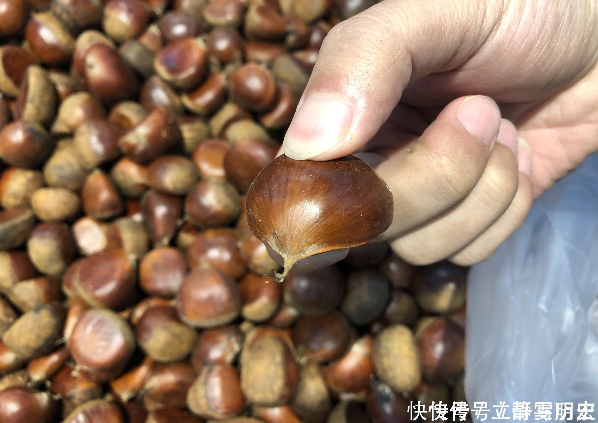 生板栗买回家,不用煮也不用炒,教你简单做法,好剥壳又好吃