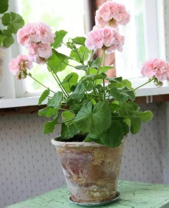 年轻人养花必备技能4个简单小技巧,让小白轻松掌握盆栽要领