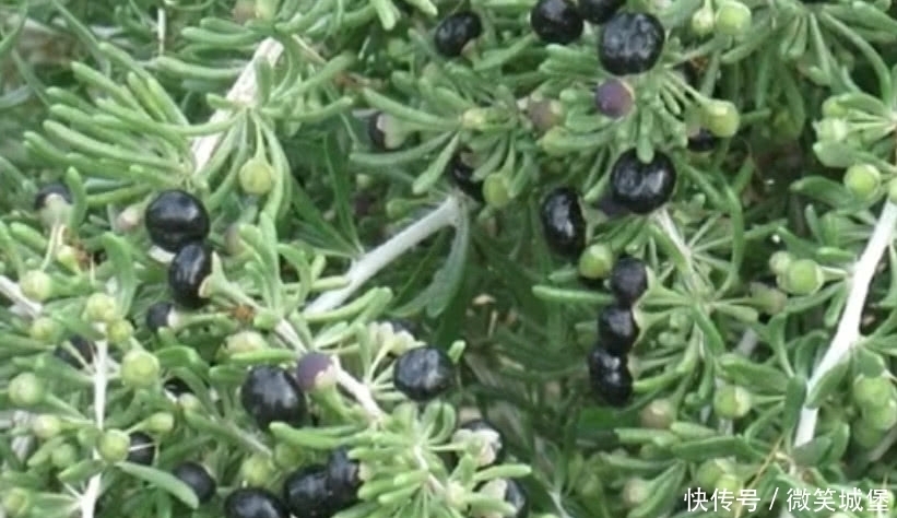 黑枸杞|它曾被称为“软黄金”,一斤卖500元,如今价格跌落仍无人问津