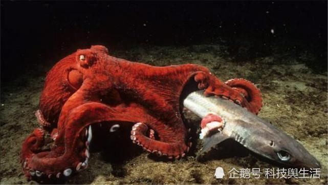 宇宙 章鱼并非地球生物,它来自外来星球我们早就误解它了